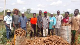 WAPA Kicks Off 2025 Cassava Harvest at Avia Farm, Badagry