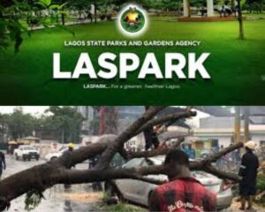 LASPARK Clears Fallen Trees in Storm-Damaged Areas