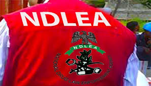 NDLEA Intercepts N6.5bn Worth of Drugs at Lagos, Port Harcourt Ports