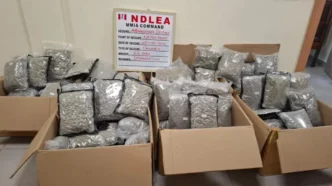 NDLEA Seizes Cannabis Concealed as Green Tea at Lagos Airport